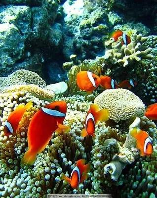 要想延年益壽,帶你去海底世界,欣賞一下美麗的珊瑚礁和珊瑚魚 要想延年益壽,帶你去海底世界,欣賞一下美麗的珊瑚礁和珊瑚魚