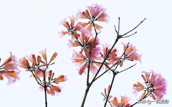 美麗的紫繡球花風鈴木