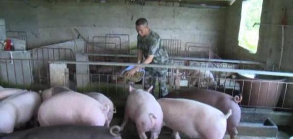 廣東男子釣魚太多賣不掉只好餵豬，髮網上被網友怒噴：為啥不放生