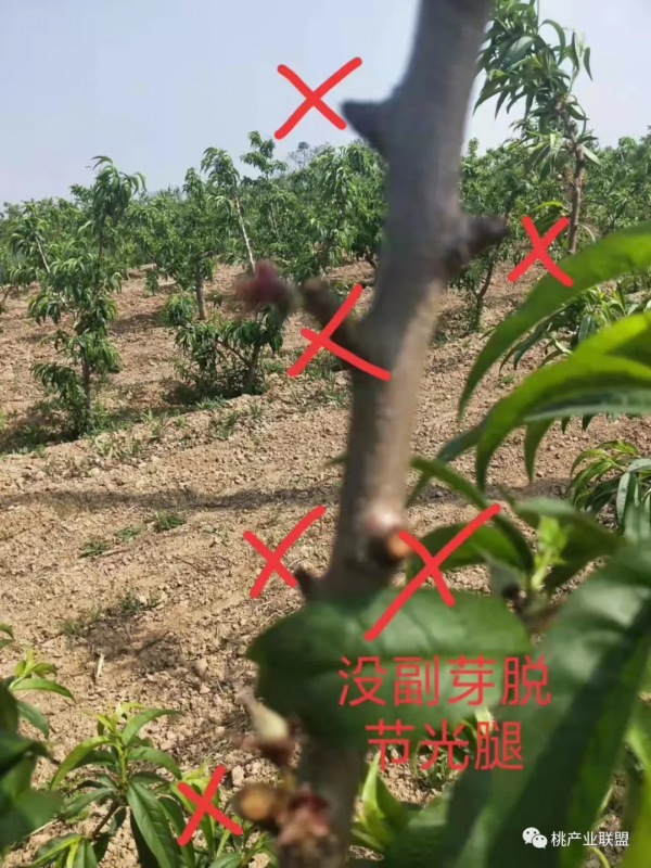 桃樹冬剪最容易忽視的幾點細節問題 桃樹冬剪最容易忽視的幾點細節問題