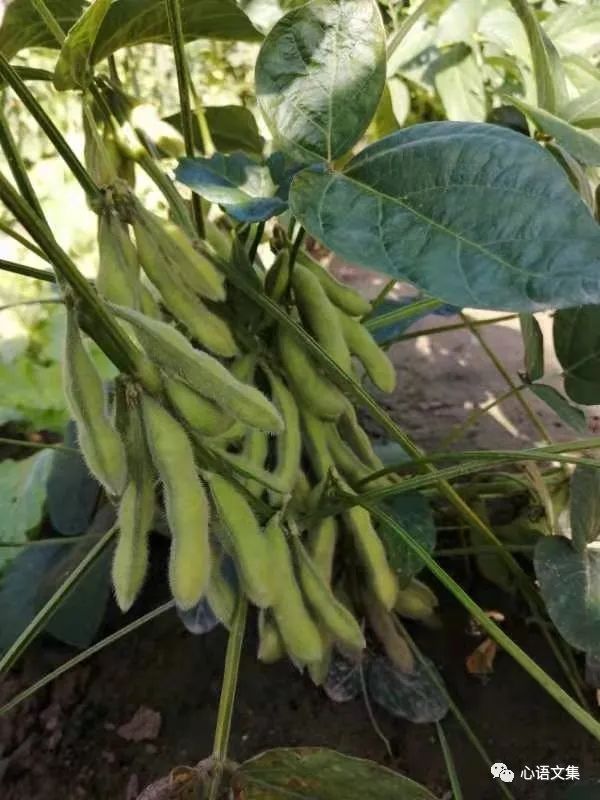 中秋佳節故事多 中秋佳節故事多