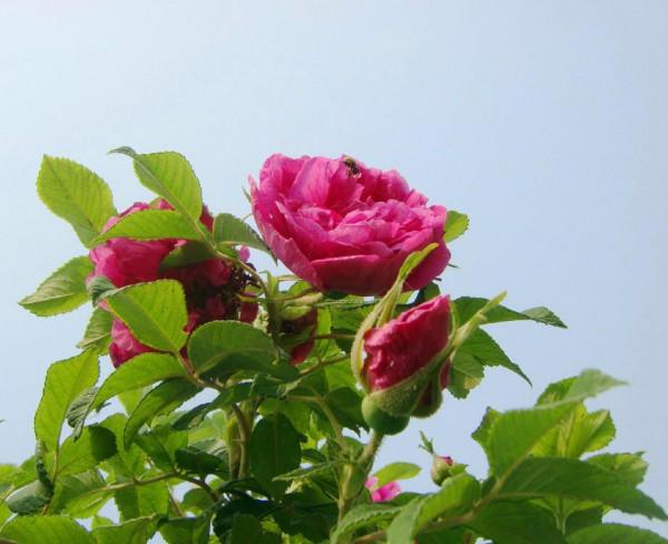 6種“女人花”能吃又好聞，採花泡茶養容顏，女人養花，花養美女