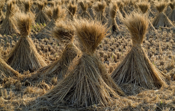 同是農業大國，為何印度出口糧食，而我國不缺糧卻要到處買糧