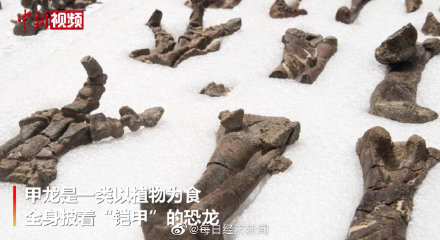 智利挖掘出7400萬年前化石