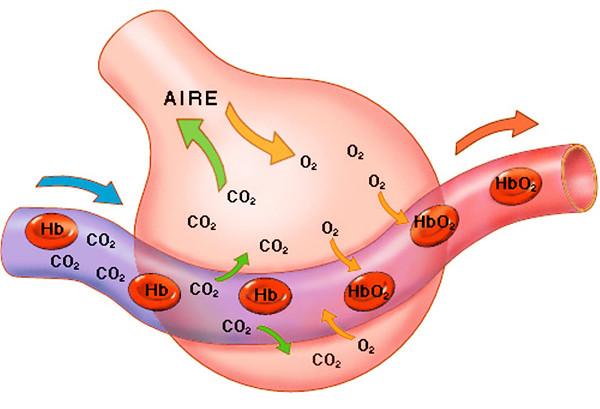 13歲少女喝下了百草枯後,她體內遭受的生化破壞機制會讓人絕望 13歲少女喝下了百草枯後,她體內遭受的生化破壞機制會讓人絕望