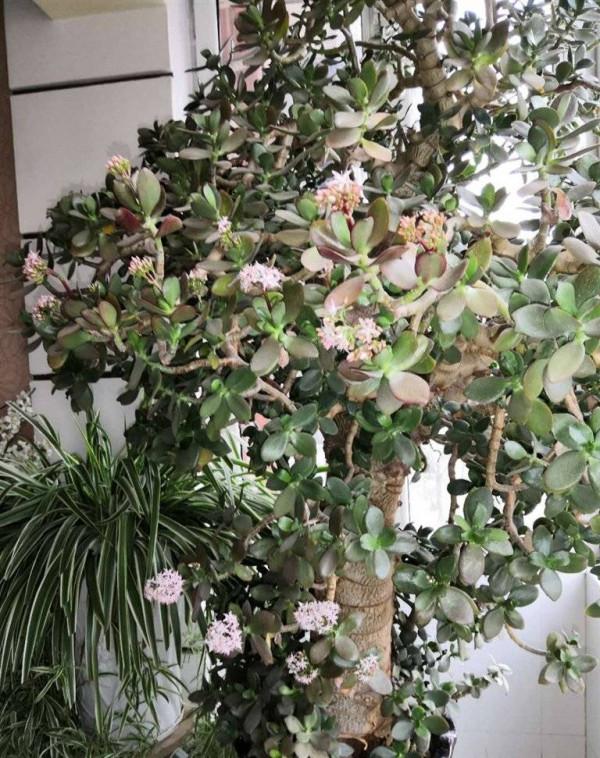 老人居室養&OpenCurlyDoubleQuote;3種花&rdquo;，漂亮大氣、茁壯好養，長壽健康相伴