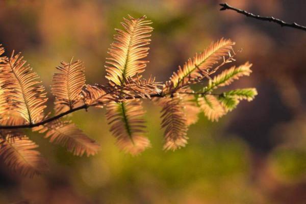 馬龍:五彩斑斕的冬天顏色 馬龍:五彩斑斕的冬天顏色
