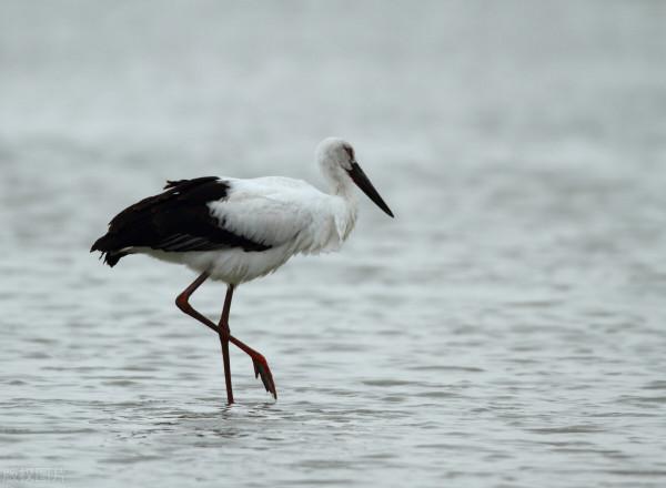 什麼鳥飛得最高？盤點世界上飛得最高的10只鳥