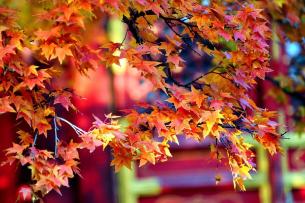 中國賞秋第一聖地：香山。是否名副其實？