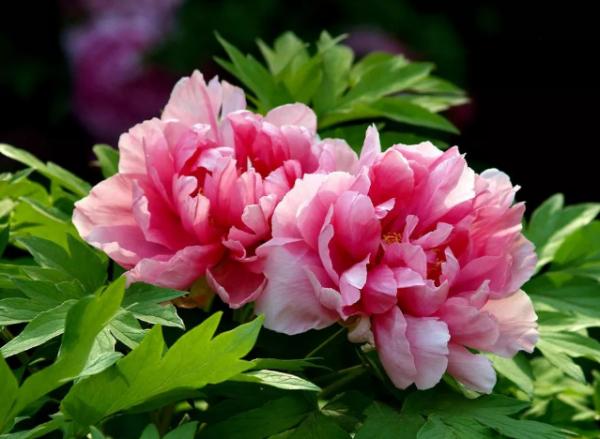 能“泡茶”的三種花，花開之後，摘點葉子就能喝！很實用