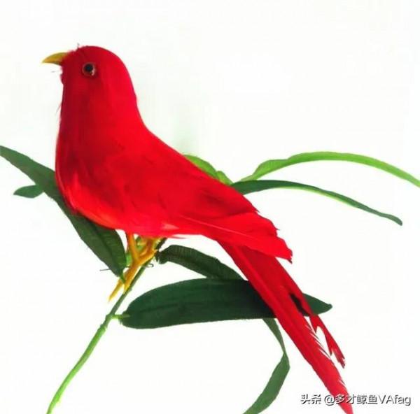 紅頭喜鵲鳥,報喜鳥 紅頭喜鵲鳥,報喜鳥