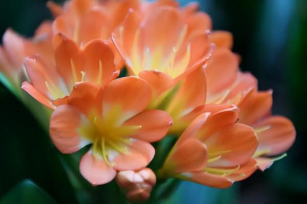 養好君子蘭要先養好根，四種東西養根又護根，是多年經驗的積累