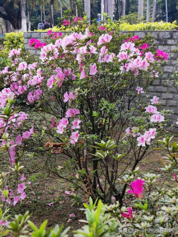 花花世界：圖書館前的映山紅