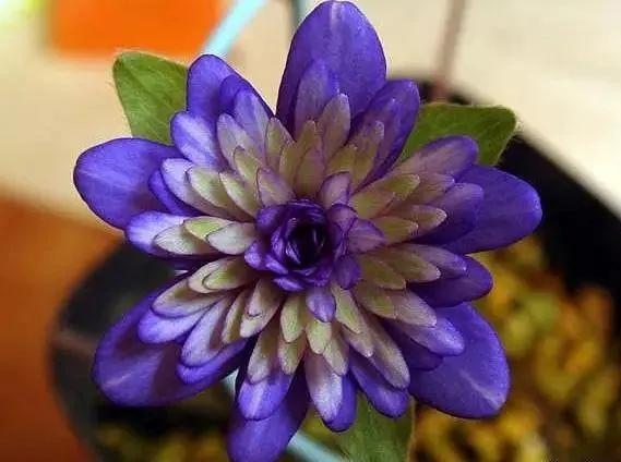 雪割草，漂亮而名貴的花