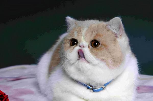 貓咪品種大全，有了它你會更懂喵兒