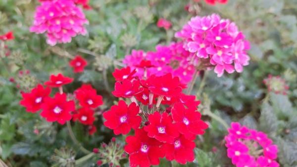 國慶節來龍潭公園賞花 國慶節來龍潭公園賞花