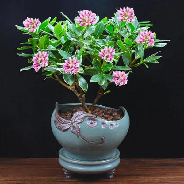 寓意祥瑞，瑞香花。過年養一盆，室內馨香，祥瑞安康