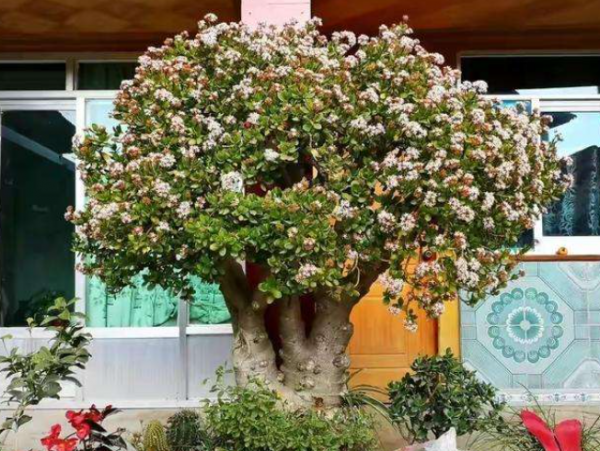 玉樹怎麼養成參天大樹？做好四步驟，葉片肥厚敦實，主杆粗壯硬挺