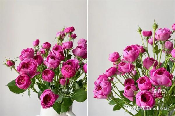 丁香泡泡多頭玫瑰 · 幾度春深豆蔻梢