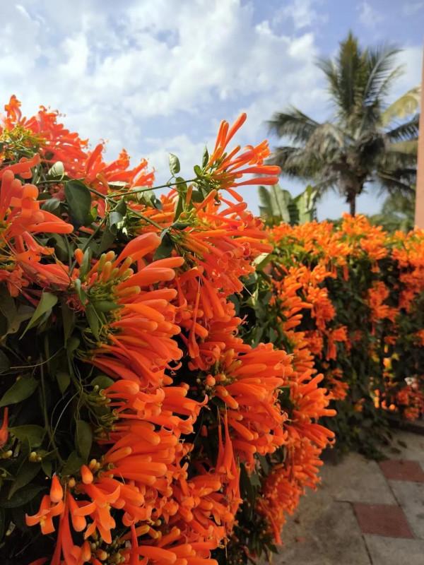 沒有冬天的地方