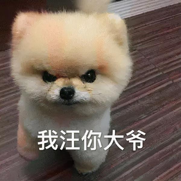 “為滿足粉絲,我用臭屁彈把貓燻死了” “為滿足粉絲,我用臭屁彈把貓燻死了”