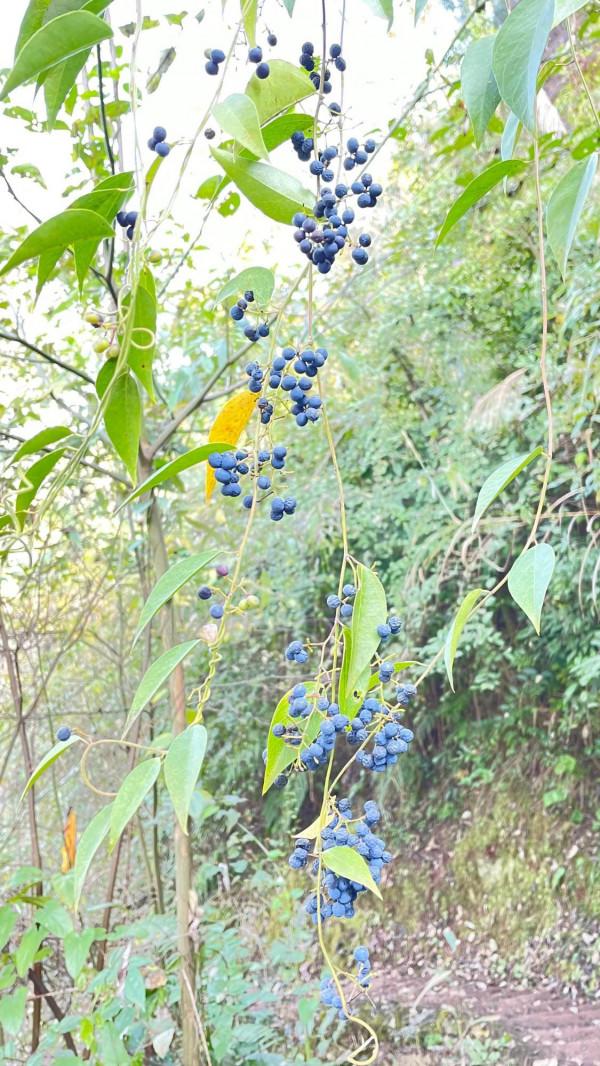 徒步大邑藥師巖