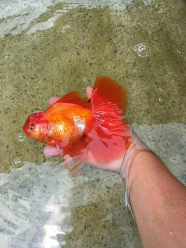 養金魚的水要加鹽嗎