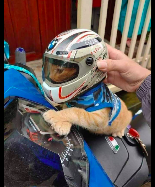 主人買了一頂迷你的頭盔，然後讓貓咪戴上坐摩托車，太酷炫了吧