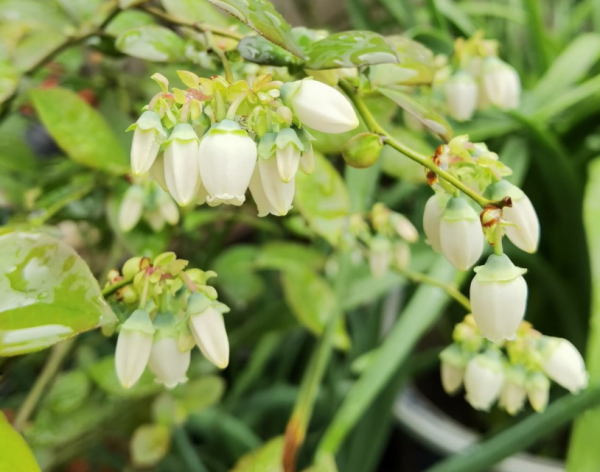 4種常見水果開花,都見過的人還真是不多,你見過幾種? 4種常見水果開花,都見過的人還真是不多,你見過幾種?