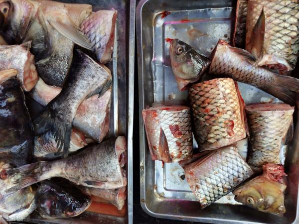 繼蔬菜後，2種水產品集體漲2元，羅非、牛蛙跟漲，魚農：不虧了