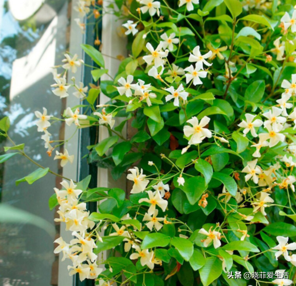 認識10種漂亮的“有毒花”，漲見識，避免傷害