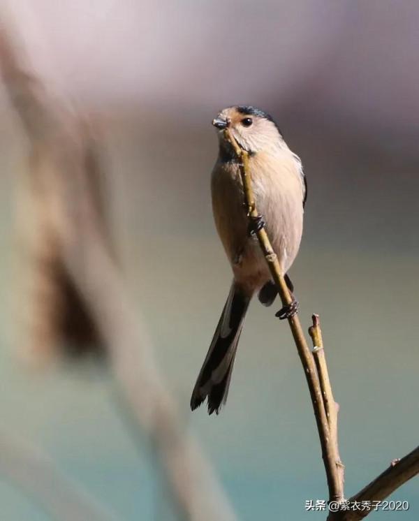 攬月灣的銀喉長尾山雀 攬月灣的銀喉長尾山雀