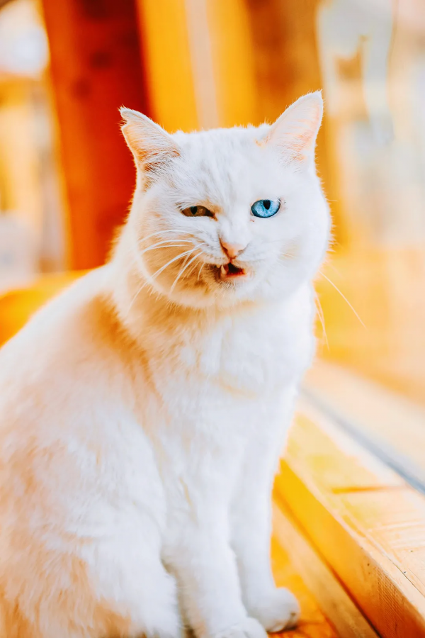 我 · 美食博主 · 觀復煎蛋