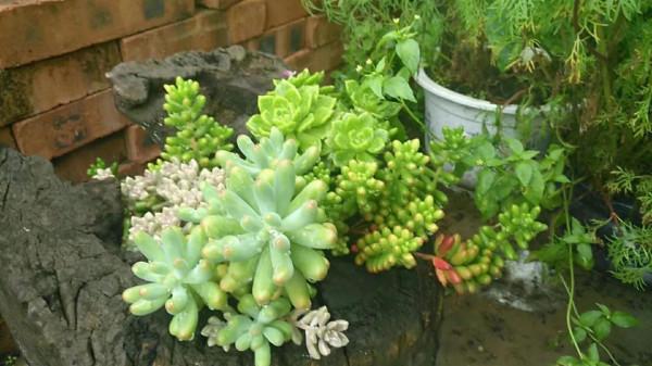 多肉成長記（一）看著一點點變化，很有成就感