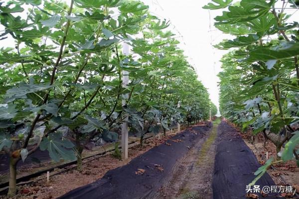無花果怎麼修剪?來看看這些無花果修剪技術要點 無花果怎麼修剪?來看看這些無花果修剪技術要點