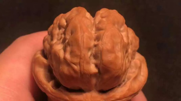 四道雙開背,八面蛤蟆尊 四道雙開背,八面蛤蟆尊