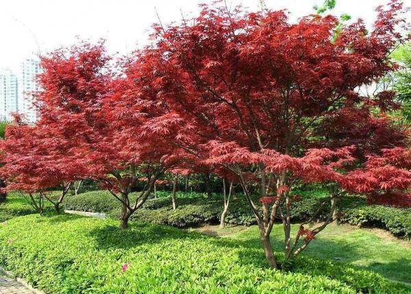 實用分享丨30款大型開花樹種介紹,白似雪、黃似陽、紅似霞,美翻 實用分享丨30款大型開花樹種介紹,白似雪、黃似陽、紅似霞,美翻