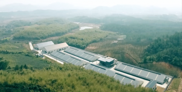 網際網路巨頭投身農業，一頭豬為何被拍出27萬元，丁磊又做了什麼