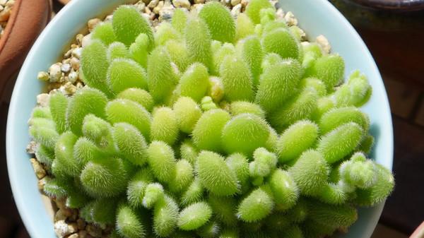 這10款多肉耐陰能力強，在室內陽臺上照樣長得漂亮，養起來真省心