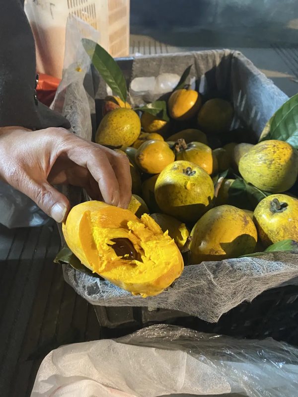 雲南紅河蒙自，大樹寨夜市