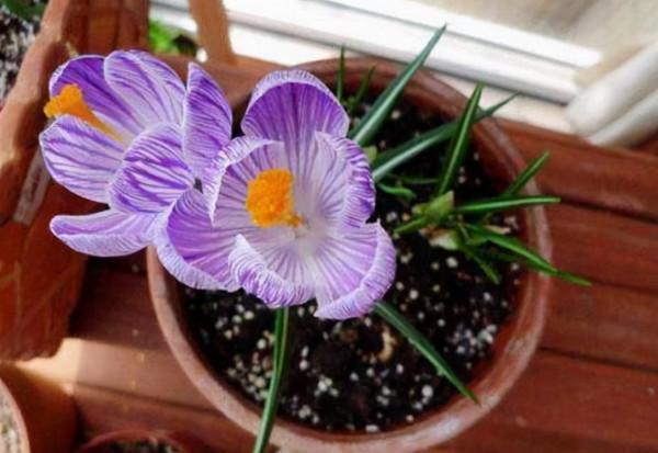 這“4種”花卉,漂亮好養活,比香水還香,養1棵就能滿室飄香 這“4種”花卉,漂亮好養活,比香水還香,養1棵就能滿室飄香