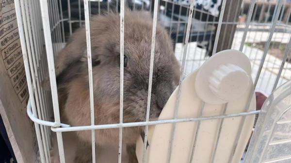 小朋友的天地動物的樂園—水榭萍鄉親子莊園