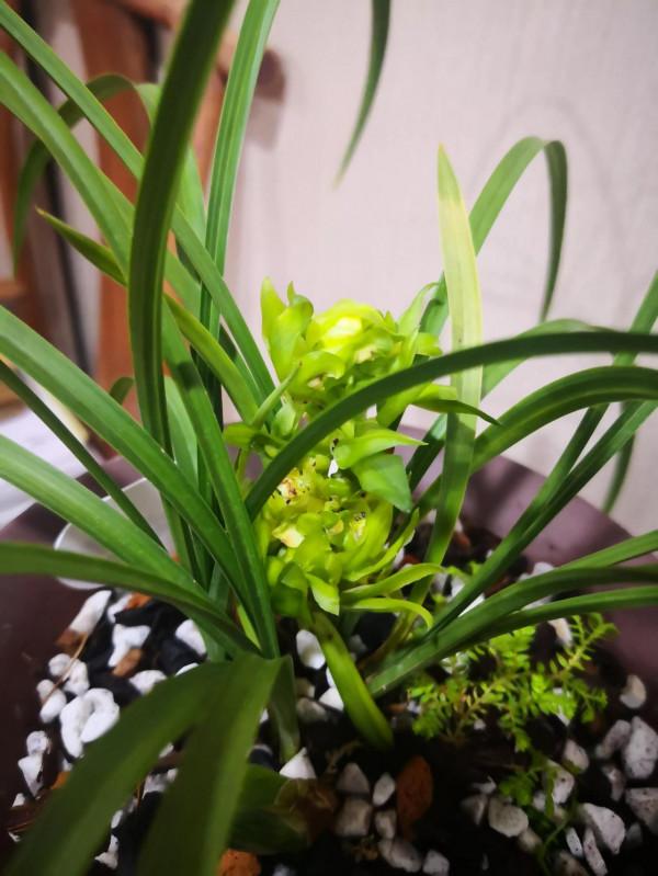 春蘭餘蝴蝶