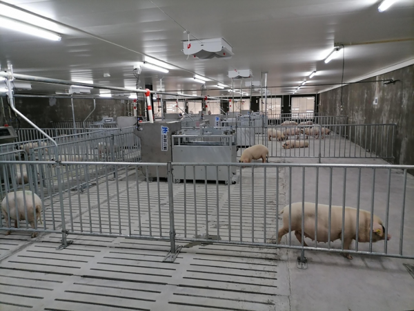 牧原第五次臨時股東大會，透露了一個養豬秘籍