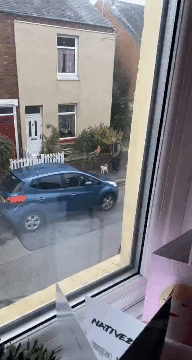 老人遛狗見貓鄰居暖心打招呼,出奇不意的溫暖,給人滿滿的正能量 老人遛狗見貓鄰居暖心打招呼,出奇不意的溫暖,給人滿滿的正能量