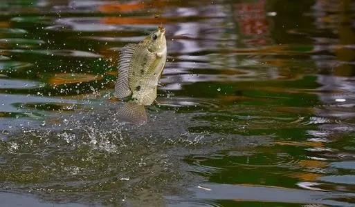冬季外出野釣,找好這幾種地方,天然形成的魚窩,連著上魚不停歇 冬季外出野釣,找好這幾種地方,天然形成的魚窩,連著上魚不停歇
