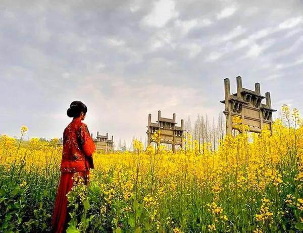 分享：油菜花海，芳香四溢，景色宜人，令人陶醉