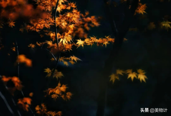 紅葉,入眼成詩,入心為情 紅葉,入眼成詩,入心為情