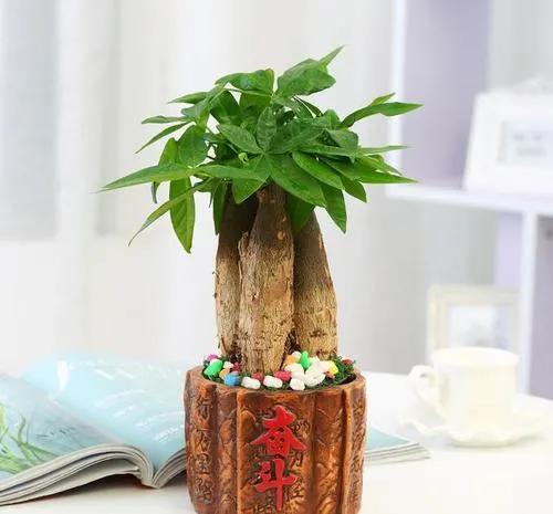 客廳養好樹，子孫一直富