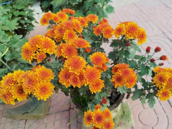 淺談入冬花草管理